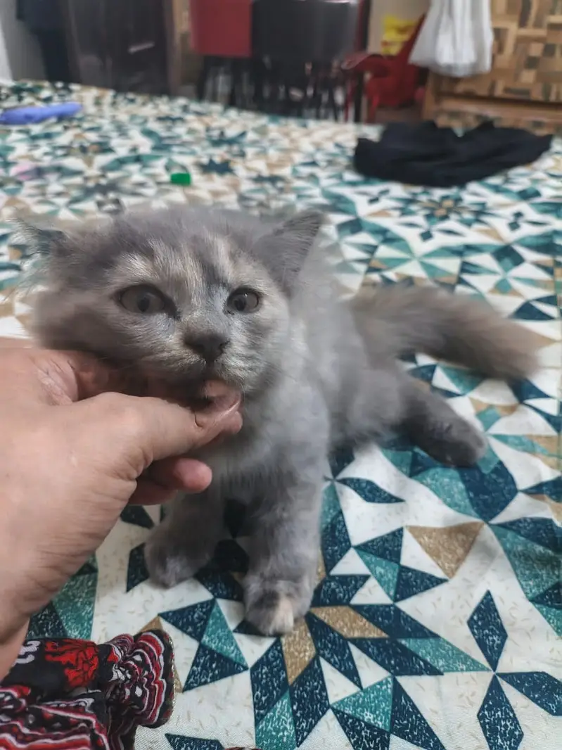 Persian cat doll face cat punch face cat fulffy face cat double coat — photo 4