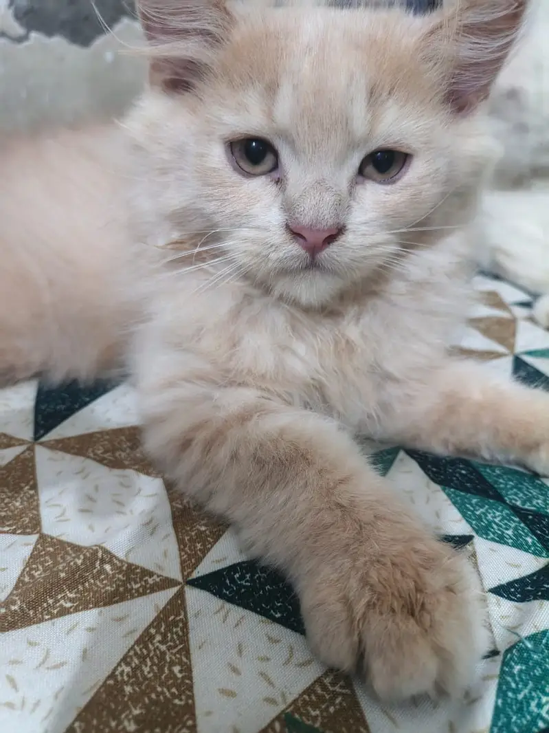 Persian cat doll face cat punch face cat fulffy face cat double coat — photo 5