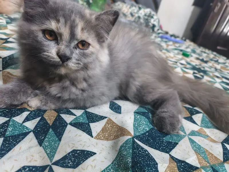 Persian cat doll face cat punch face cat fulffy face cat double coat — photo 10