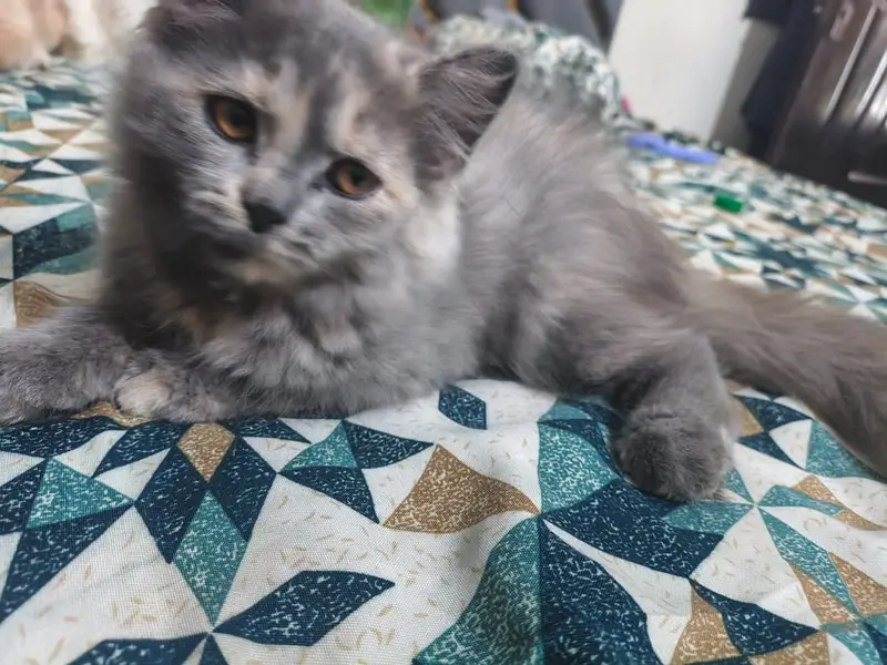 Persian cat doll face cat punch face cat fulffy face cat double coat — photo 12