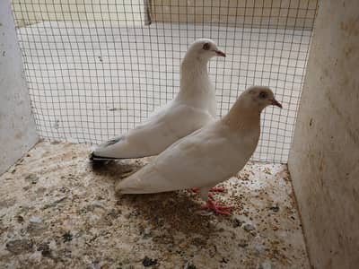 kalduma pair for sale. .