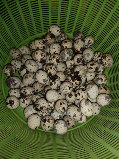 Fertile Quail egg for sale