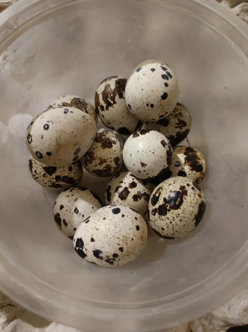 Fertile Quail egg for sale — photo 2