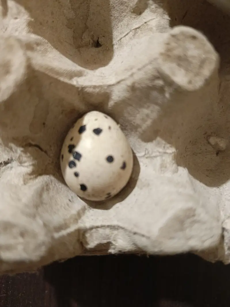 Fertile Quail egg for sale — photo 3