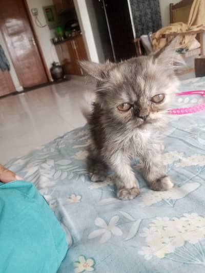 Pat,cat, picky face, operation cat, cute cat,