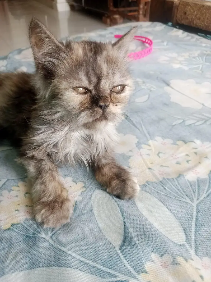 Pat,cat, picky face, operation cat, cute cat, — photo 2