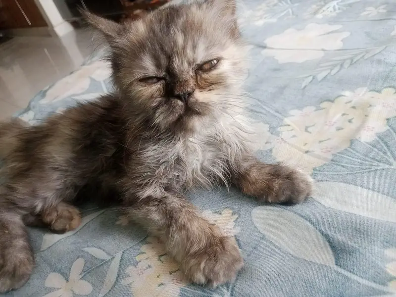 Pat,cat, picky face, operation cat, cute cat, — photo 3