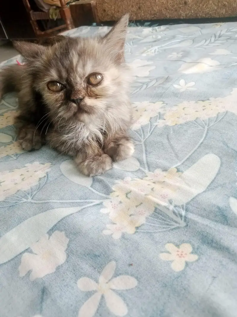 Pat,cat, picky face, operation cat, cute cat, — photo 4
