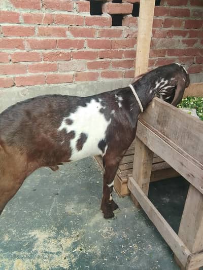 Male female pair for sale Healthy and Active 0/3/2/9/5/5/3/4/8/7/0