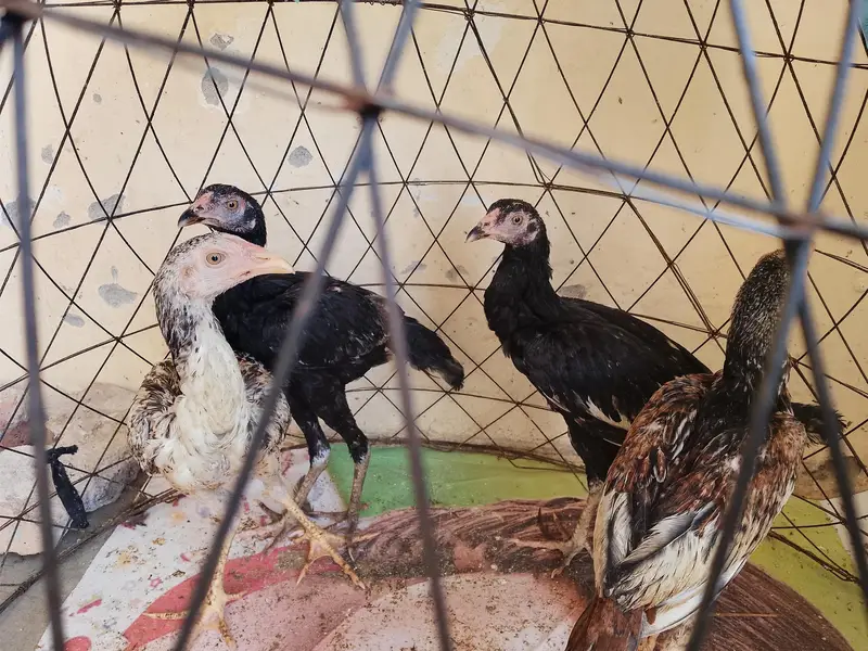 pure aseel chicks — photo 2