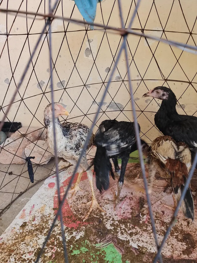 pure aseel chicks — photo 3