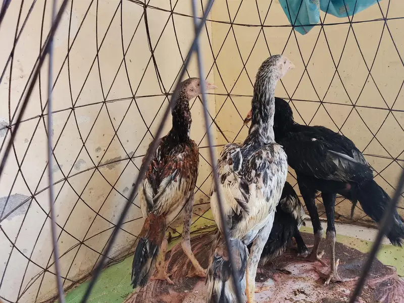 pure aseel chicks — photo 4