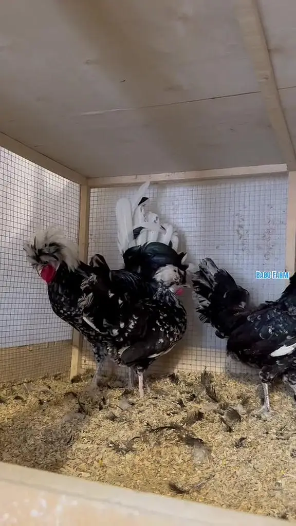 1month swing neck, molted polish and onagadori chicks — photo 3