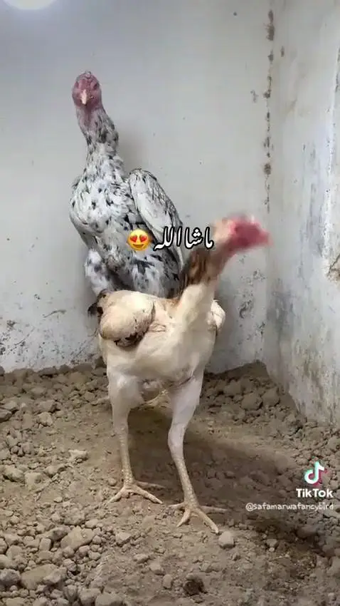 1month swing neck, molted polish and onagadori chicks — photo 4