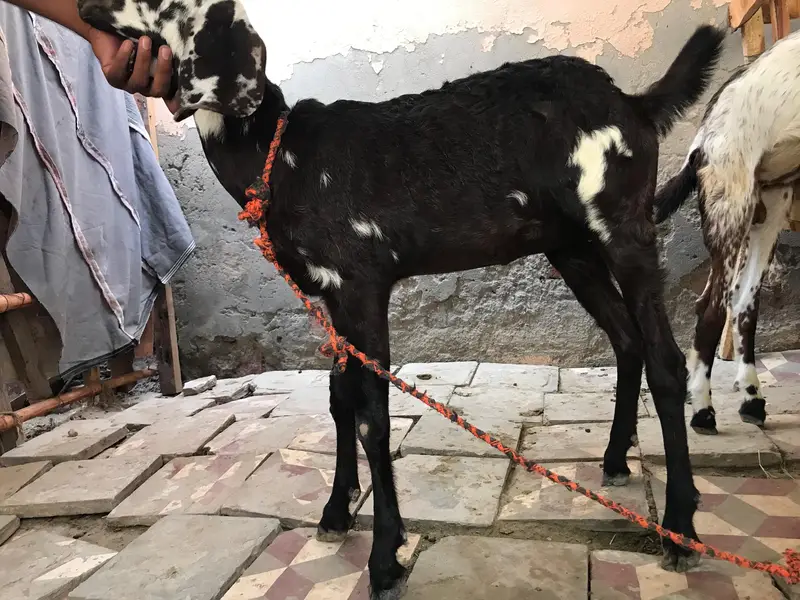 doghli bakri hy or male betal caras me hy — photo 2
