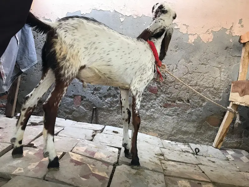 doghli bakri hy or male betal caras me hy — photo 3