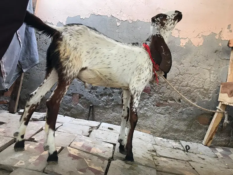 doghli bakri hy or male betal caras me hy — photo 4