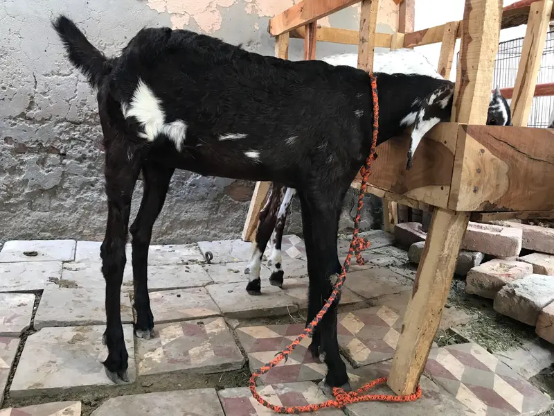 doghli bakri hy or male betal caras me hy — photo 5