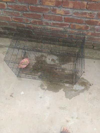 bird's and animals cage