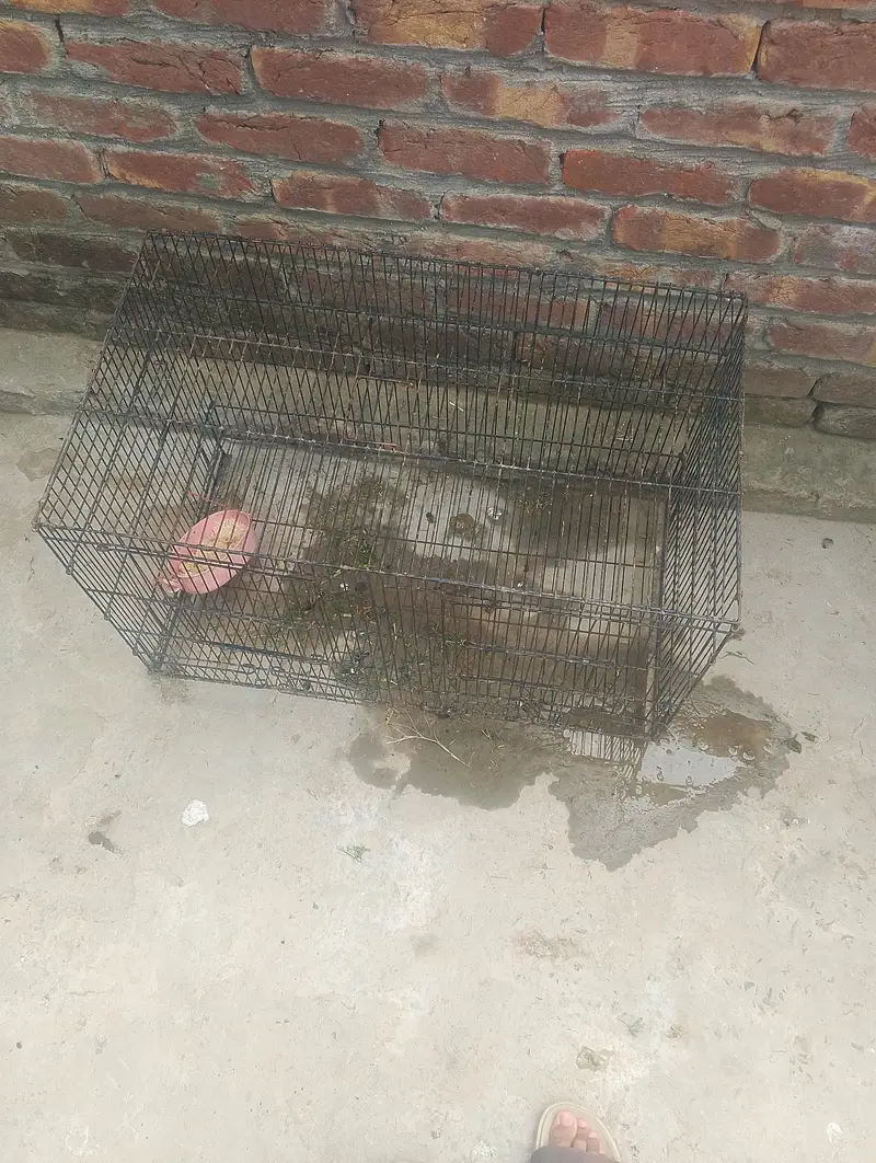 bird's and animals cage