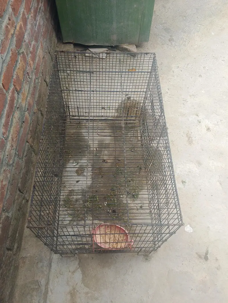 bird's and animals cage — photo 2