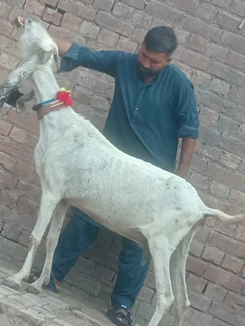 Pure Desi Gabn bakri sale — photo 5