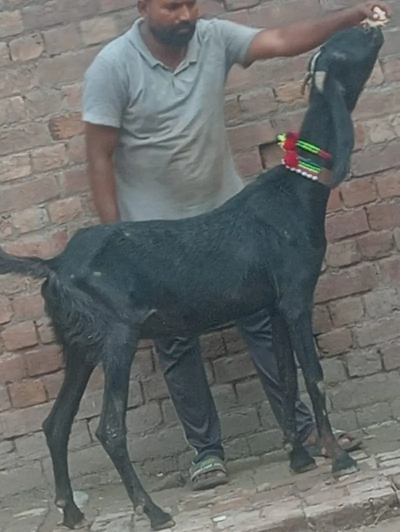 Pure Desi Gabn bakri sale — photo 6