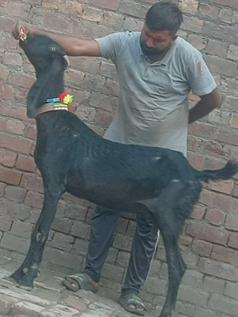Pure Desi Gabn bakri sale — photo 7