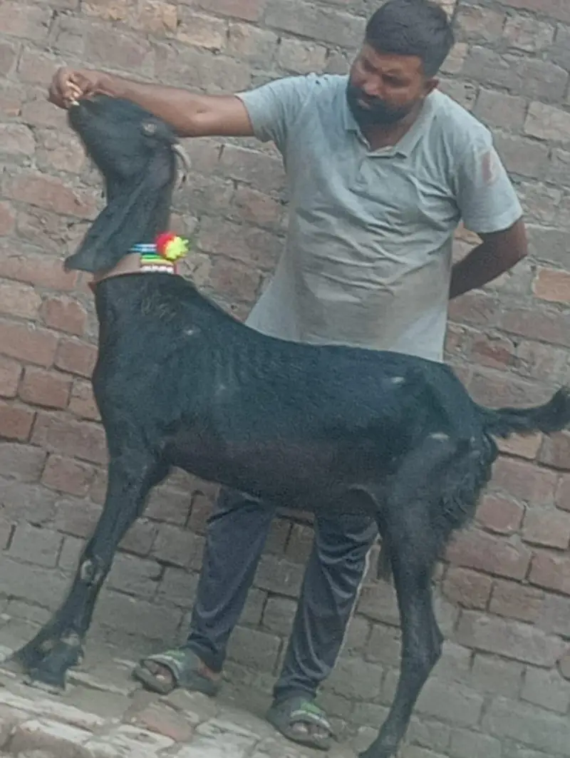 Pure Desi Gabn bakri sale — photo 9