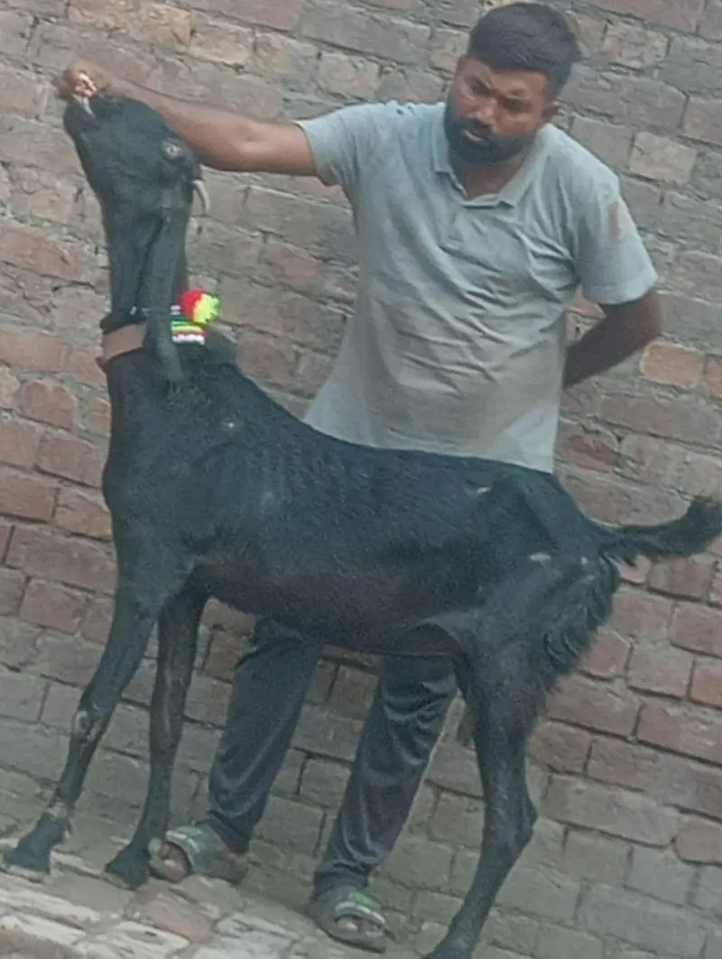 Pure Desi Gabn bakri sale — photo 10