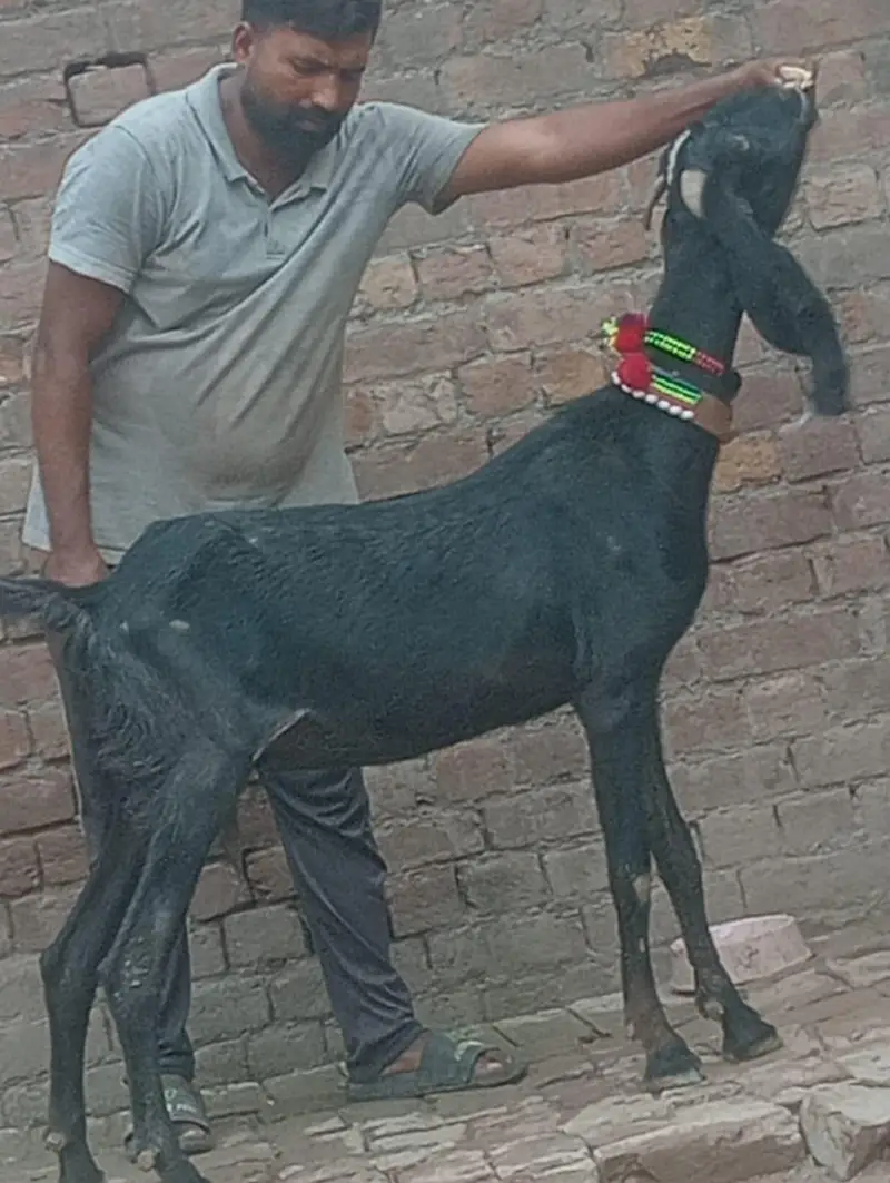 Pure Desi Gabn bakri sale — photo 11