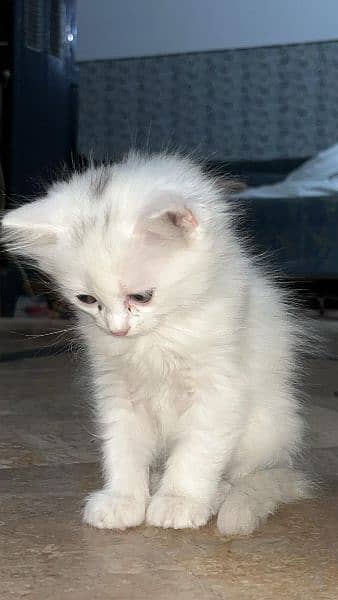 persion kitten urgently for sale delivery allover Pakistan
