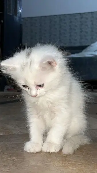 persion kitten urgently for sale delivery allover Pakistan