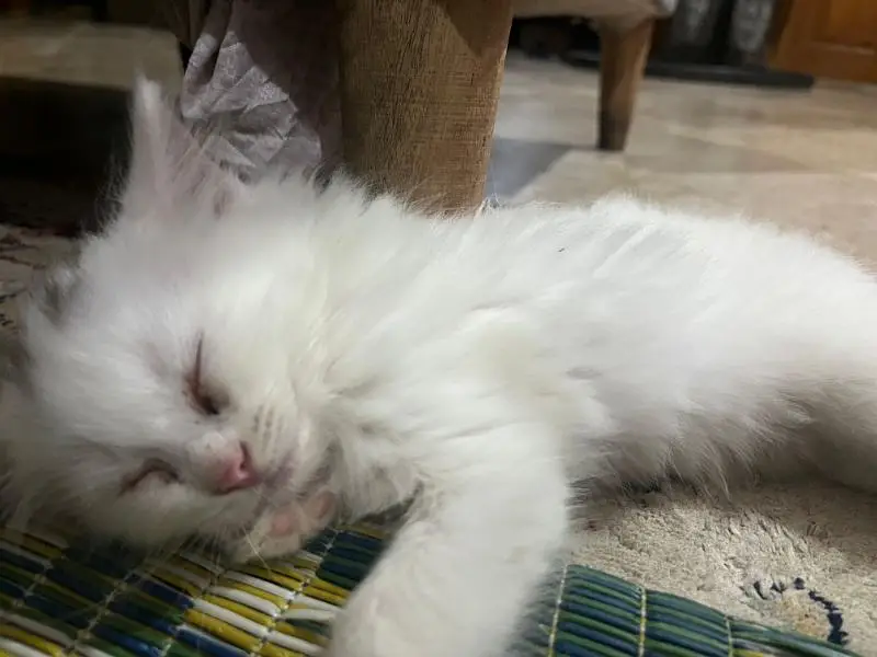 persion kitten urgently for sale delivery allover Pakistan — photo 2