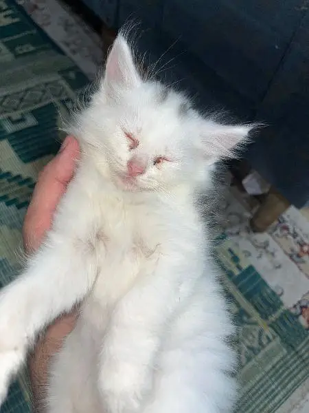 persion kitten urgently for sale delivery allover Pakistan — photo 3