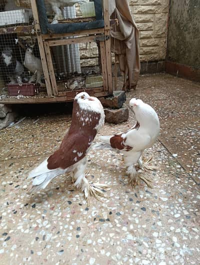 pigeon