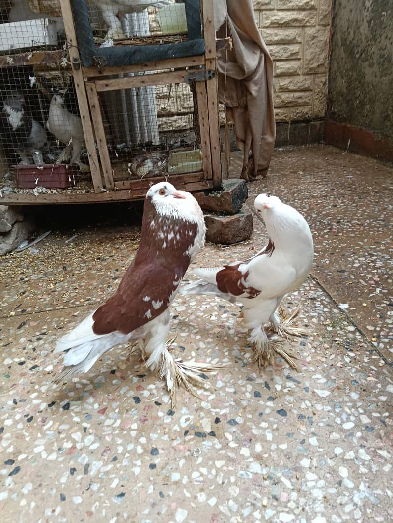 pigeon 0