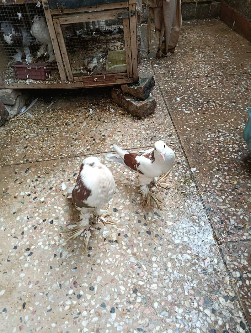 pigeon 1