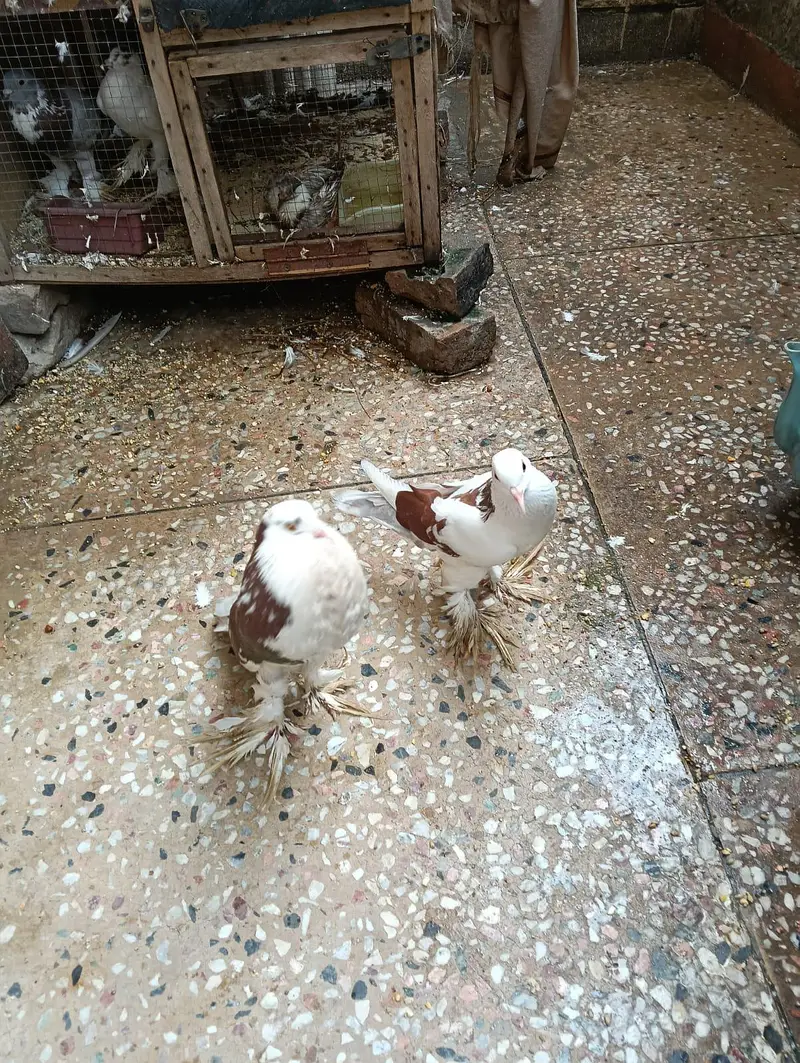 pigeon — photo 2