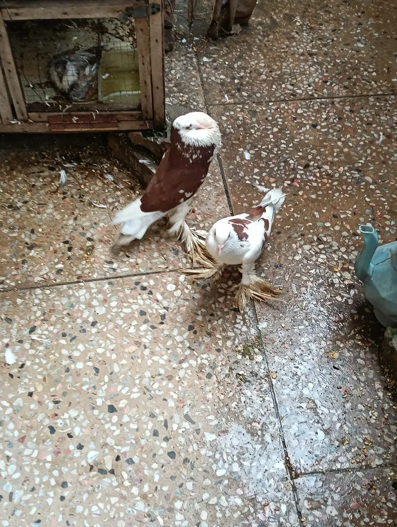 pigeon — photo 3