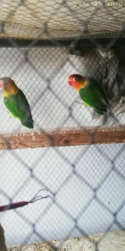 love bird fisher