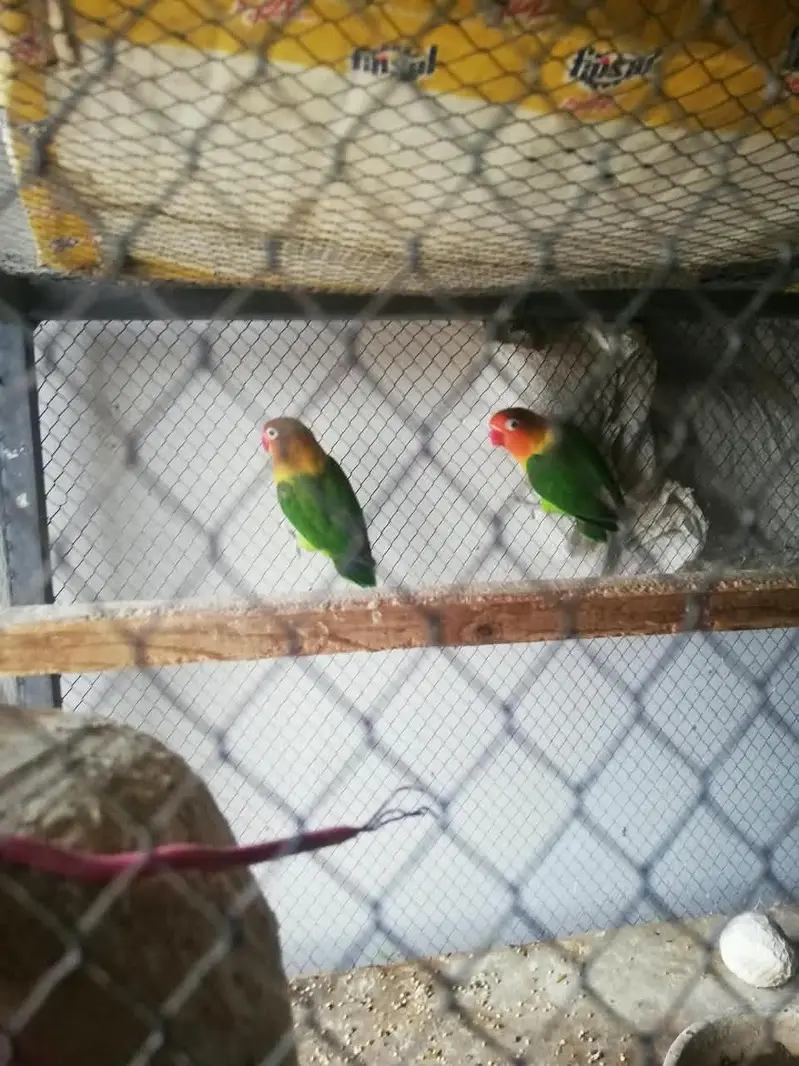 love bird fisher — photo 2