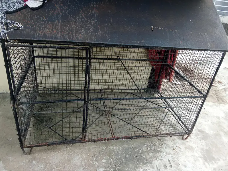 cage birds house for sale — photo 3