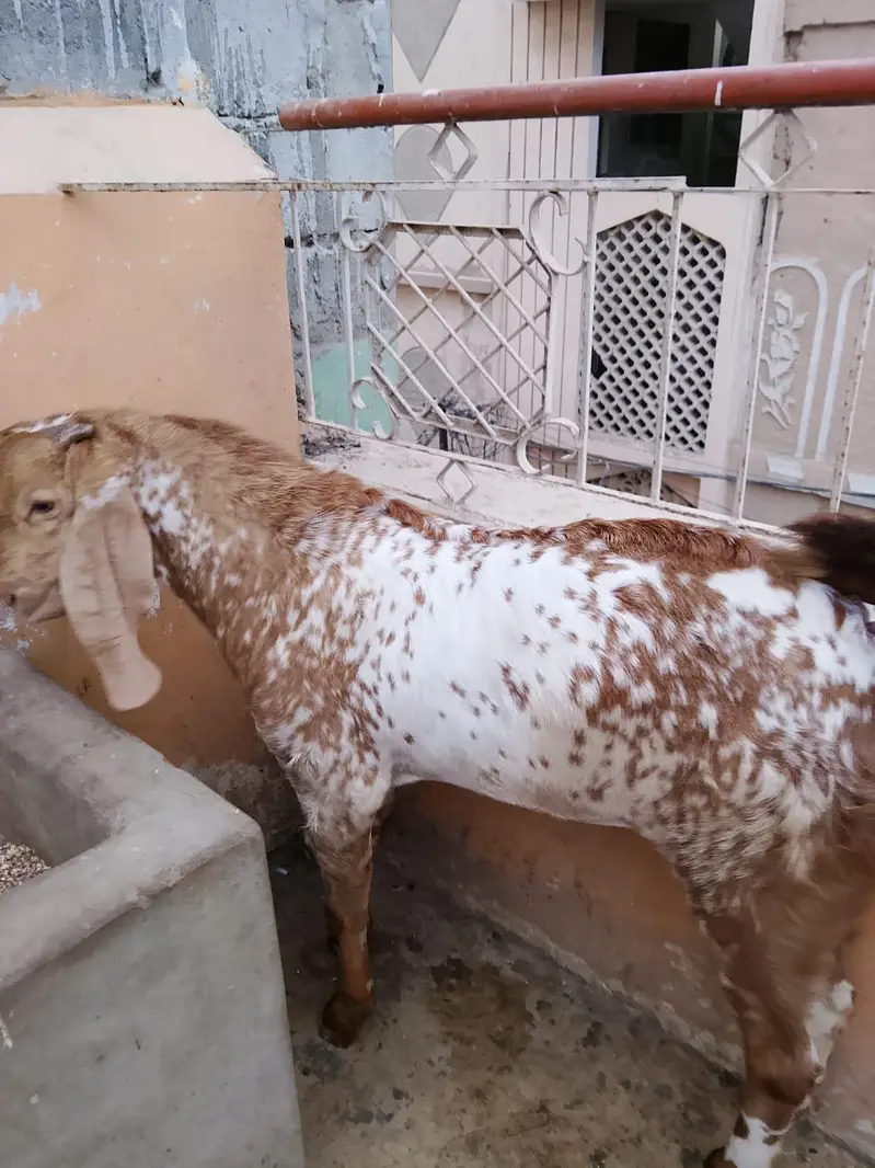 Makka cheeni — photo 3