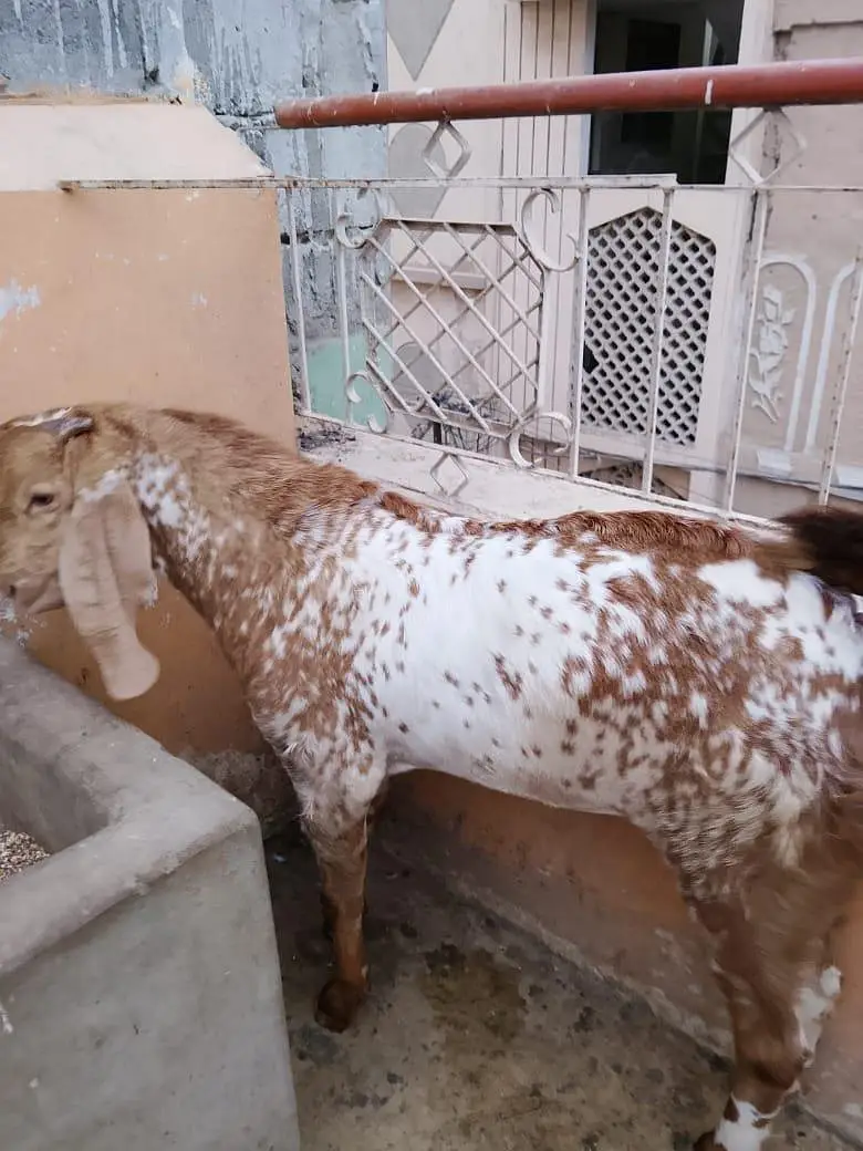 Makka cheeni — photo 5