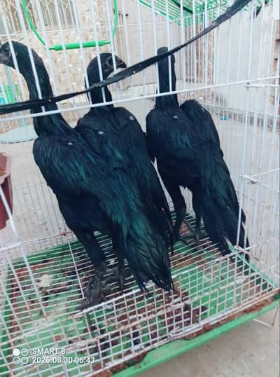 dragon aseel \ call : 03714282948
