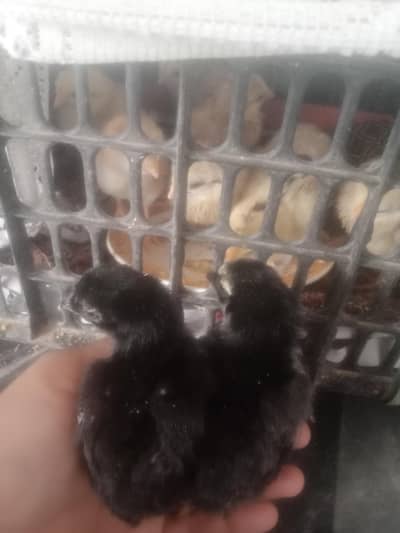 black dragon parrot beak