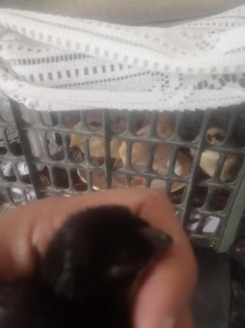 black dragon parrot beak — photo 3