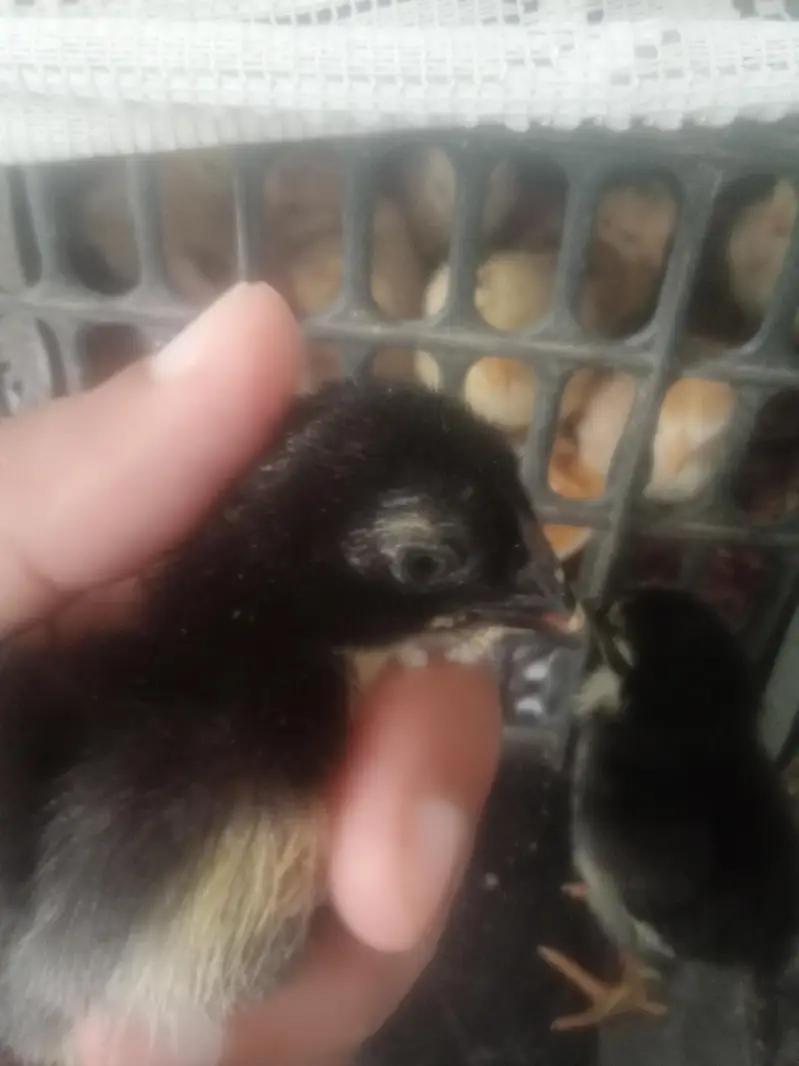 black dragon parrot beak — photo 4