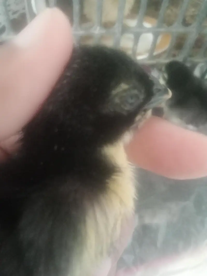 black dragon parrot beak — photo 5